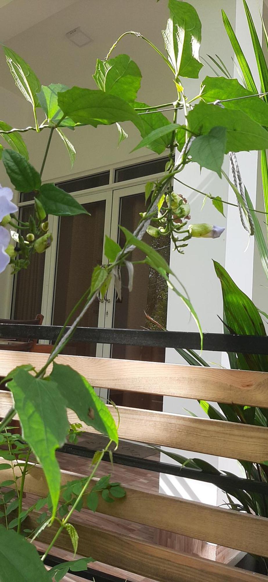 Dhanudi Homestay Ella Luaran gambar